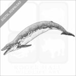 Basilosaurus