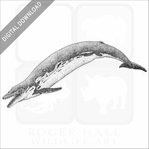 Basilosaurus