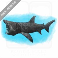 Basking Shark stock image