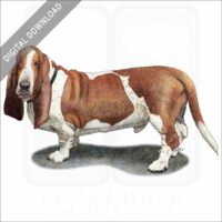 Basset Hound stock image