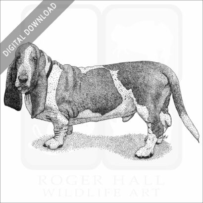 Basset Hound