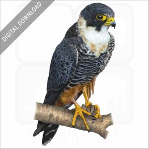 Bat Falcon stock image