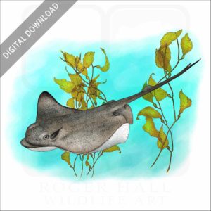 Bat Ray stock image