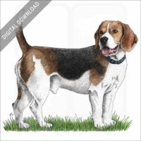 Beagle stock image