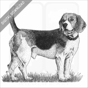 Beagle drawing