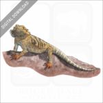 Bearded Dragon stock image