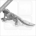 Bearded Dragon