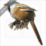 Bearded Reedling stock image