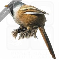 Bearded Reedling stock image