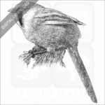 Bearded Reedling