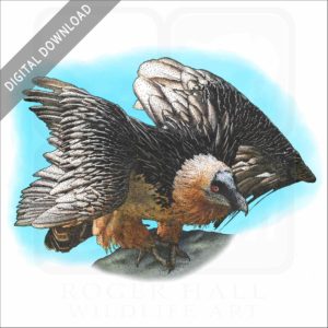 Bearded Vulture stock image