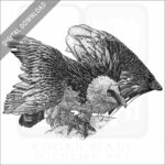 Bearded Vulture