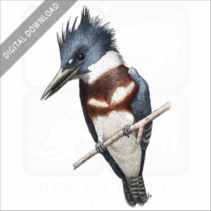 Belted Kingfisher stock image