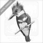 Belted Kingfisher