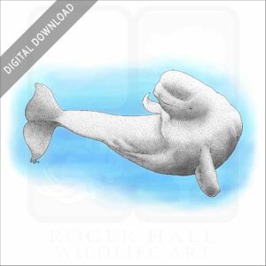 Beluga Whale stock image