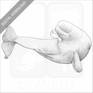 Beluga Whale