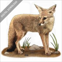 Bengal Fox stock image