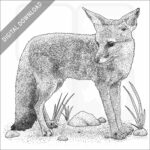 Bengal Fox