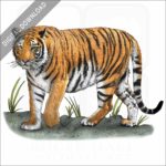 Bengal Tiger stock image