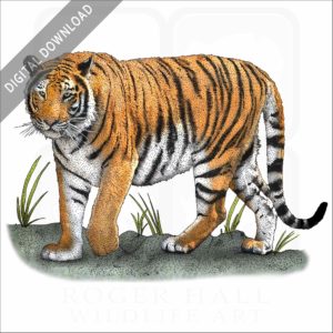 Bengal Tiger stock image