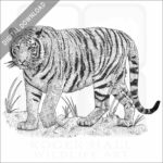 Bengal Tiger