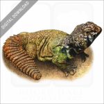 Bent's Spiny-tailed Lizard stock image