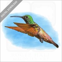 Berylline Hummingbird stock image
