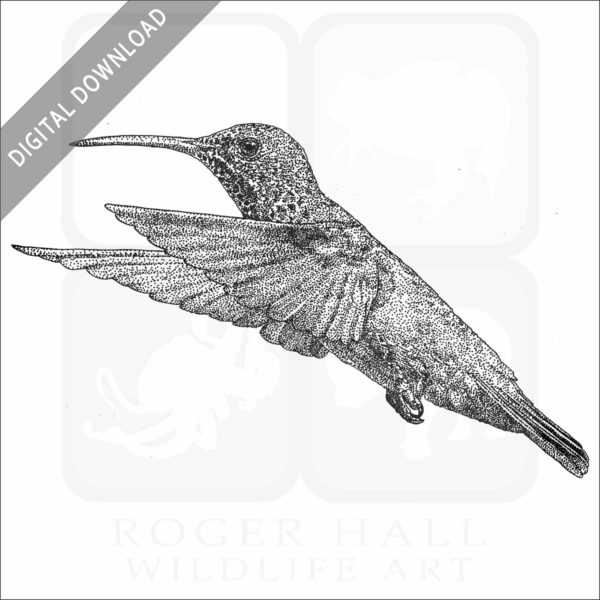 Berylline Hummingbird