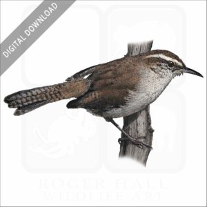Bewick's Wren stock image
