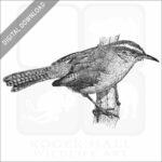Bewick's Wren