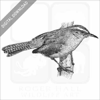 Bewick's Wren