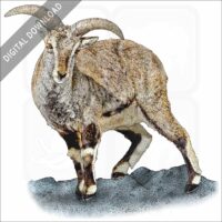 Bharal stock image