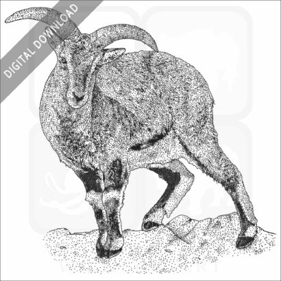 Bharal or Blue Sheep.