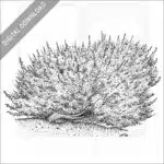 Big Basin Sagebrush - Image 2