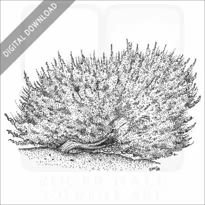 Big Basin Sagebrush - Image 2