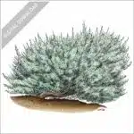 Big Basin Sagebrush stock image
