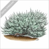 Big Basin Sagebrush stock image