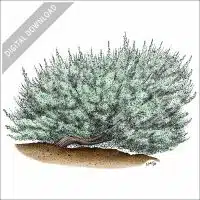 Big Basin Sagebrush stock image