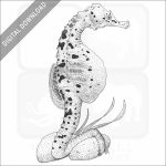 Big Belly Seahorse