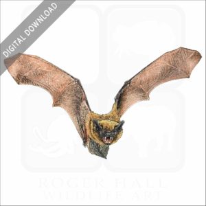 Big Brown Bat stock image