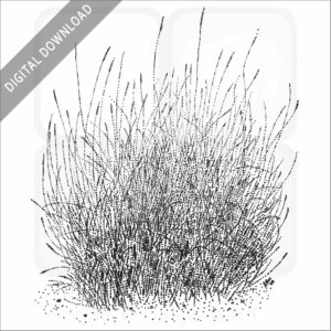 Big Galleta Grass stock image