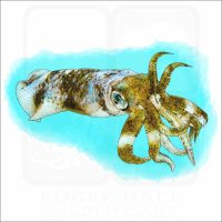 Bigfin Reef Squid illustration