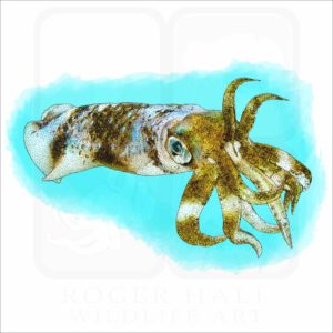 Bigfin Reef Squid illustration