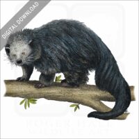 Binturong stock image