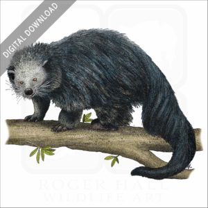 Binturong stock image