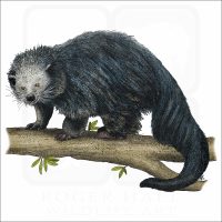 Binturong illustration