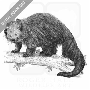 Binturong