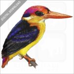 Black-Backed Kingfisher stock image