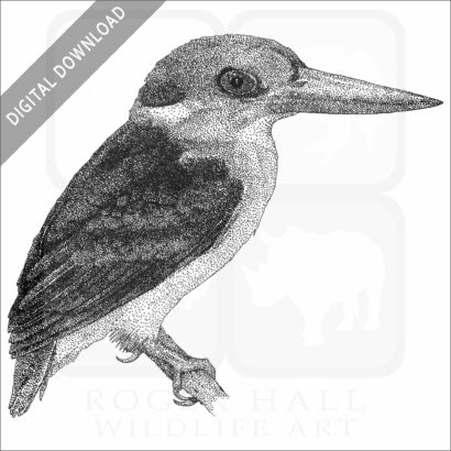 Black-Backed Kingfisher