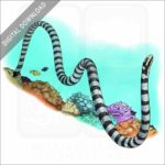 Black-Banded Sea Krait stock image
